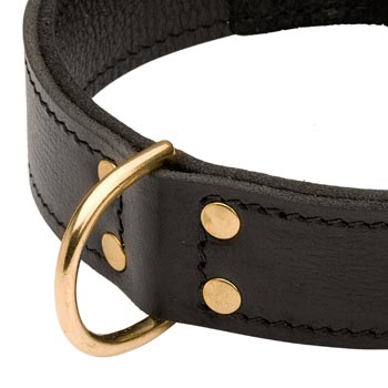 Brass D-ring Stitched to Leather English Bulldog Collar