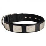 Nylon English Bulldog Collar Massive Nickel Plates