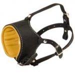 Snout Short Leather English Bulldog Muzzle Padded with Nappa Leather
