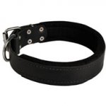 English Bulldog Durable Padded Leather Collar 40 mm