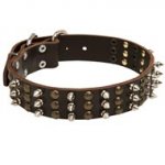 English Bulldog Spikes and Studs Rows Leather Dog Collar