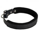 Padded Leather English Bulldog Collar 25 mm for Dog Training