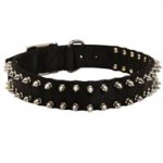 English Bulldog Nylon Collar Spiked