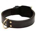 Training 2 Ply Leather English Bulldog Collar