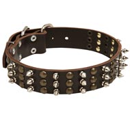 English Bulldog Spikes and Studs Rows Leather Dog Collar