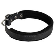 Padded Leather English Bulldog Collar 25 mm for Dog Training