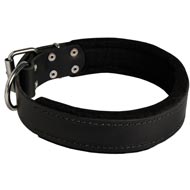 English Bulldog Durable Padded Leather Collar 40 mm