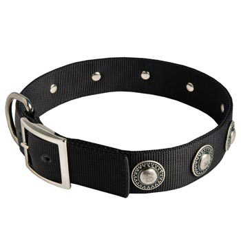 English Bulldog Dog Nylon Collar Steel Nickel Plated Conchos