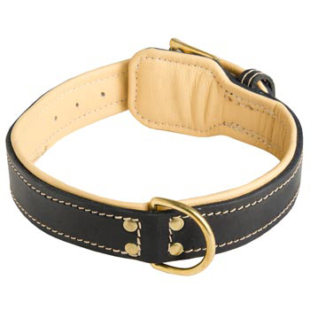 Leather Dog Collar Padded for English Bulldog Off Leash Training