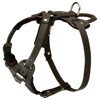 Leather Dog Harness for English Bulldog Off Leash Training