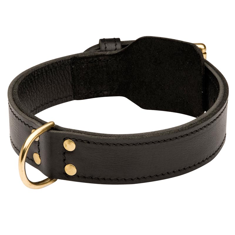 Training 2 Ply Leather English Bulldog Collar