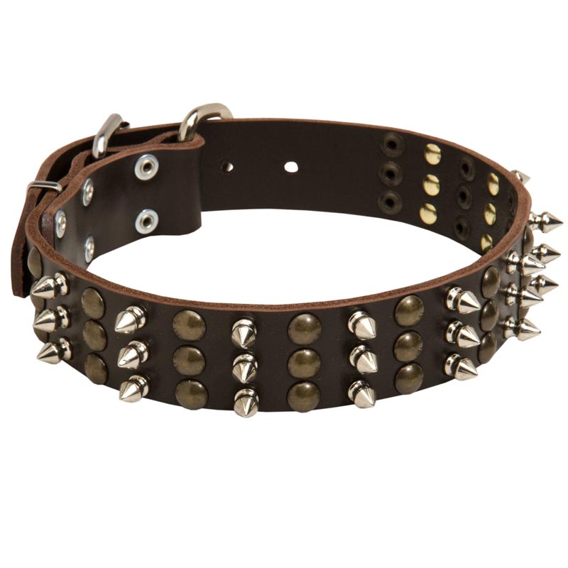 English Bulldog Spikes and Studs Rows Leather Dog Collar