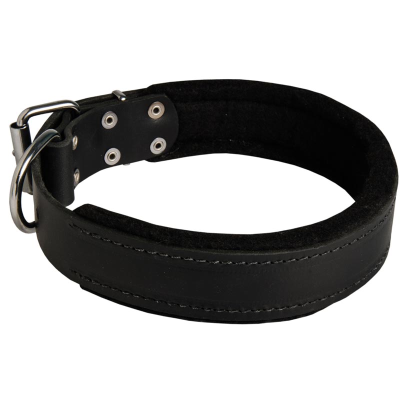 English Bulldog Durable Padded Leather Collar 40 mm
