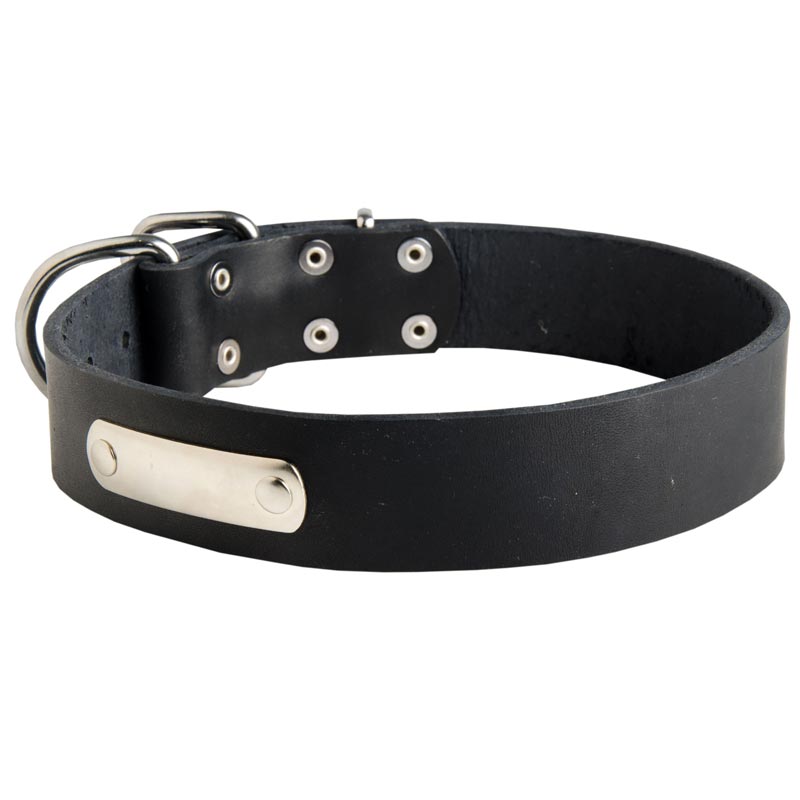 Classic Leather English Bulldog Collar with Identification Tag