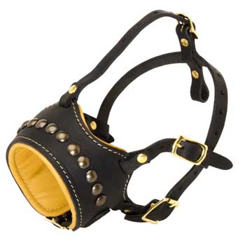 English Bulldog Muzzle for Walking