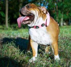 English Bulldog Breed Standard